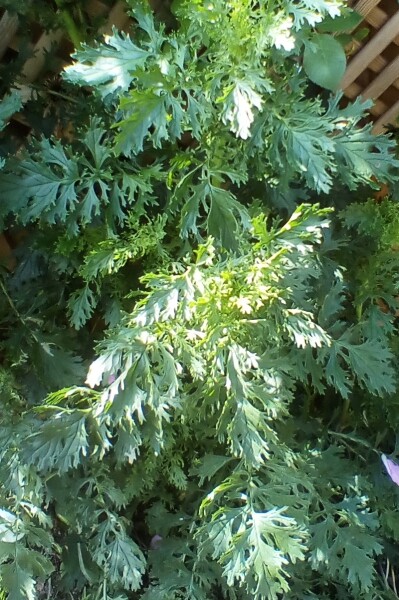 Is this a weed?