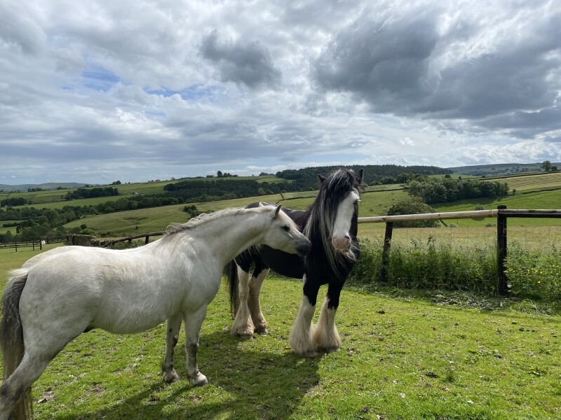 Need advice on hairy horse