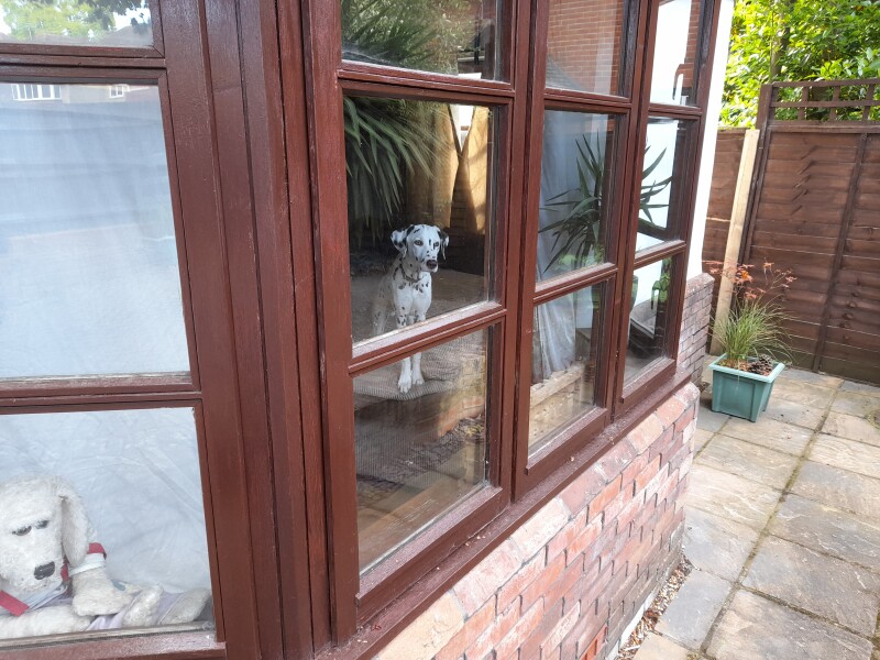 My dog is not allowed