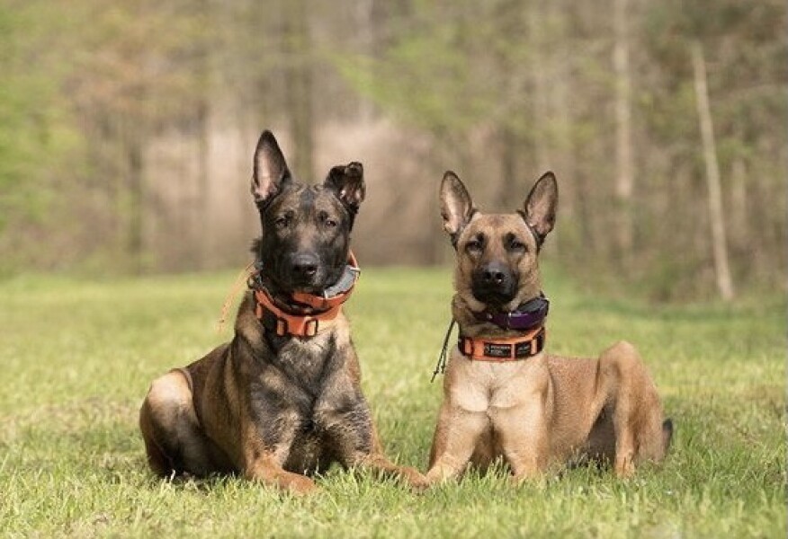 Can we share dog pictures?