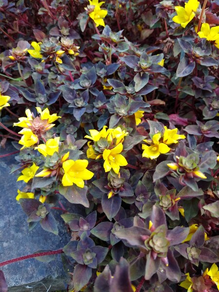 Can anyone help identify this plant?