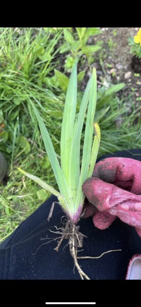 Plant identification
