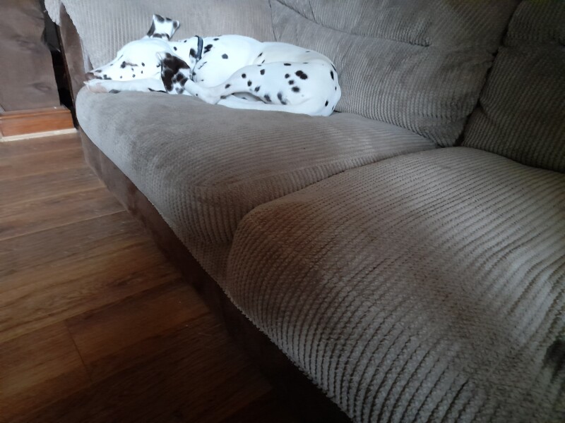 My dog is not allowed