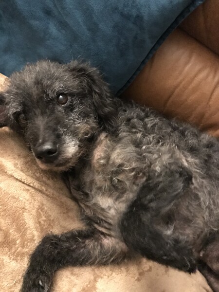 Can we share dog pictures?