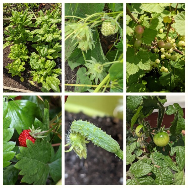 The Vegetable Patch