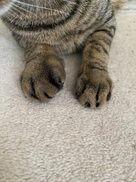 Cat with sore paw