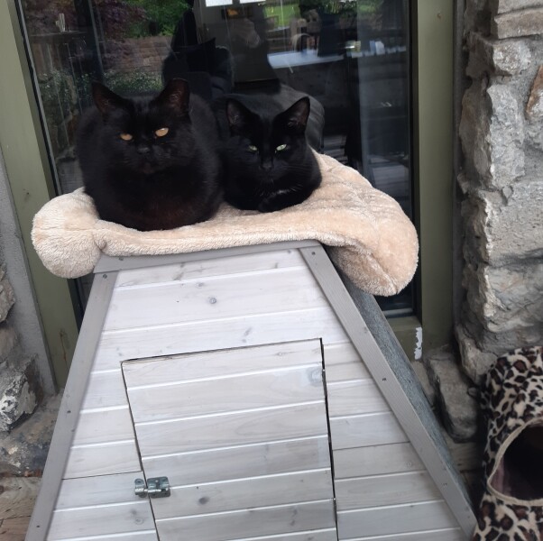 Talk to me re black cats…