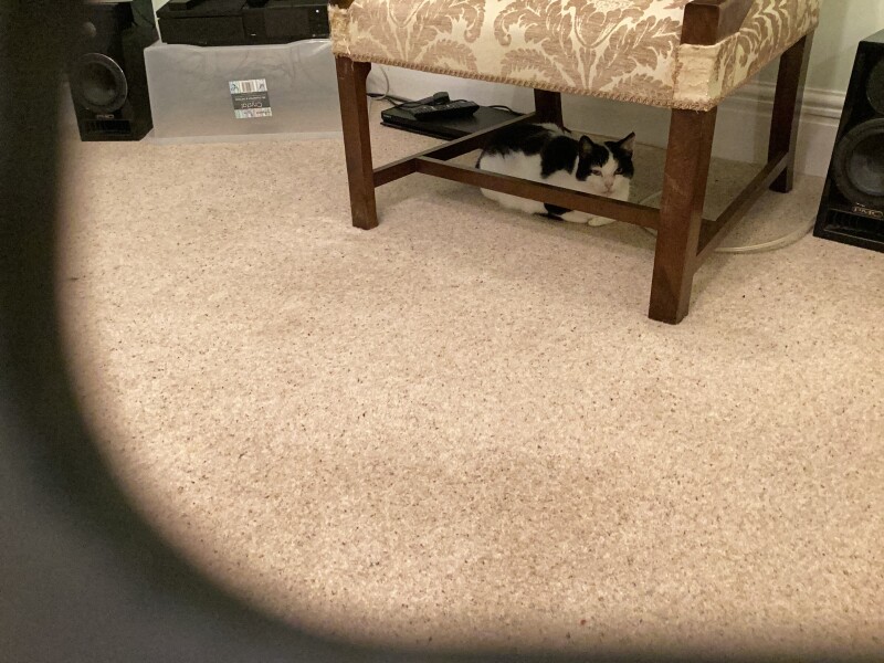 Shy Cat, Oh No, Major Project!