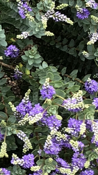 What is this plant?