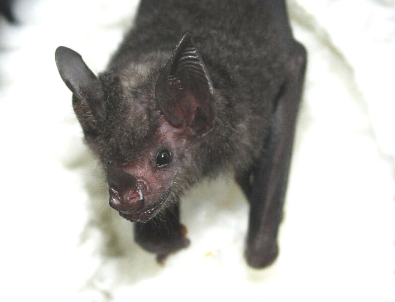 Bat Signal has been activated!