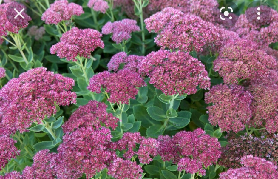 What can you plant in really poor soil?