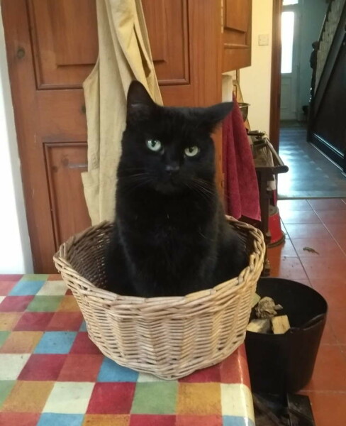 War and Peace Readalong thread 2022 - thread 2