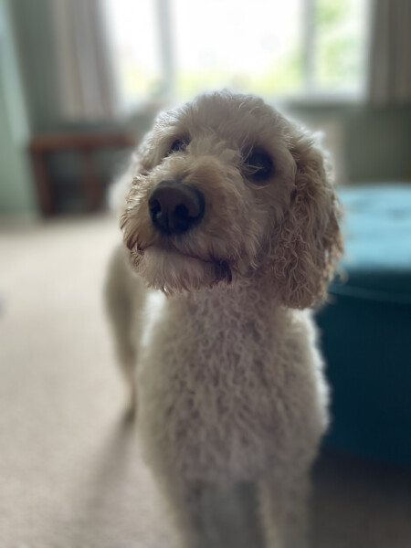 Can we share dog pictures?