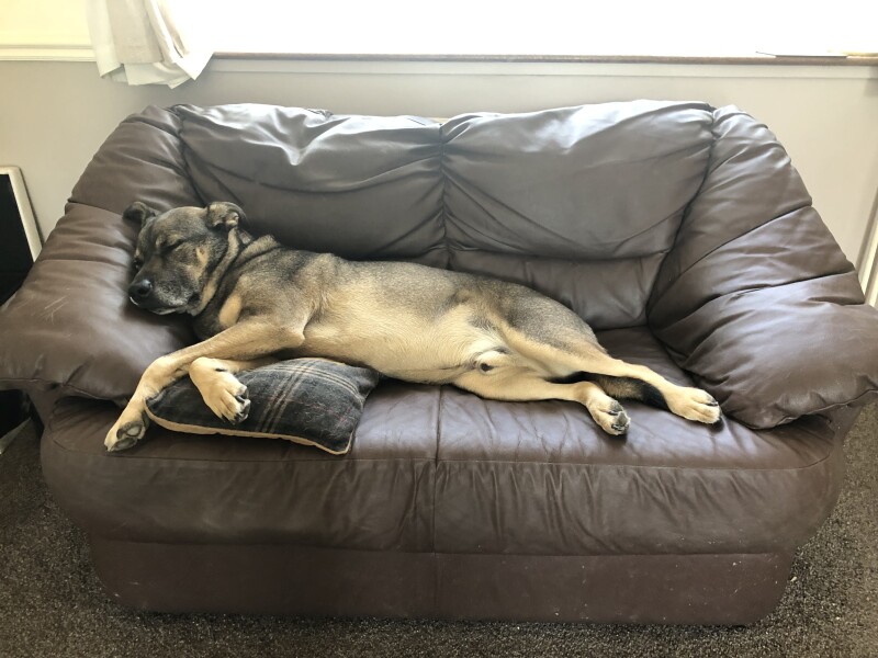 My dog is not allowed