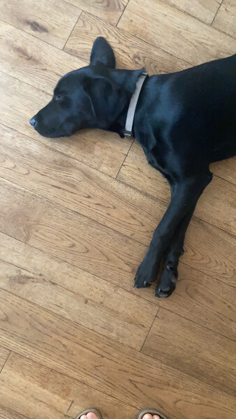 To take 7 month old puppy to air bnb for 2 nights,  tomorrow!