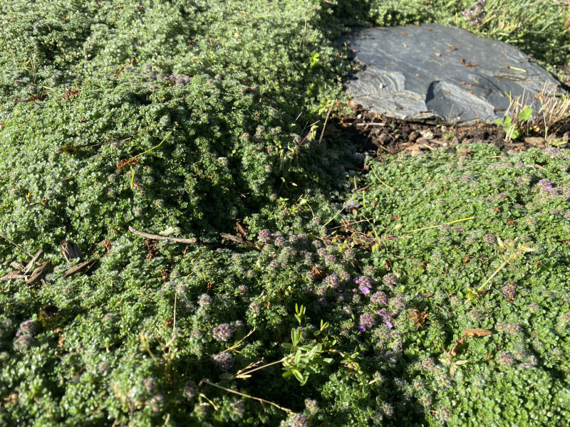 AIBU to ask you to cut your grass?