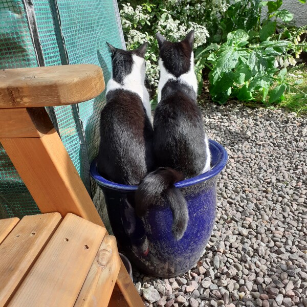 Hand hold - my wee cat is missing