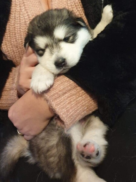 Invited to view pups just before 3 weeks old 