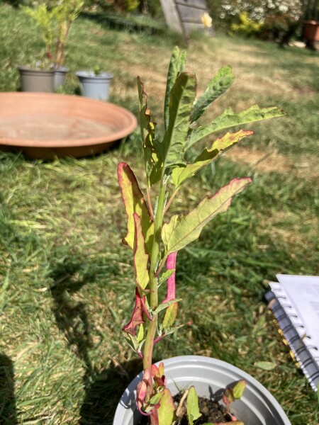 Plant id please 