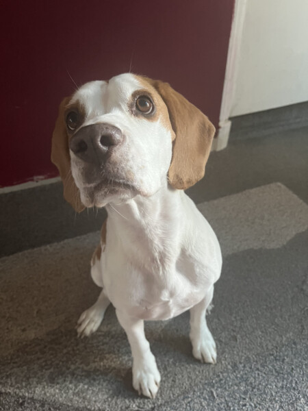 Can we share dog pictures?