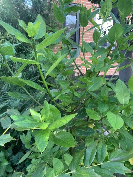 Plant ID - longevity spinach or garlic weed?