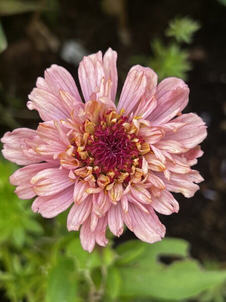 Slug ate my zinnias! 