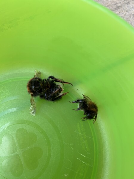 Anyone knowledgeable about bumblebees?