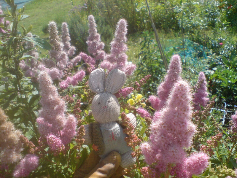 Sorry another plant ID