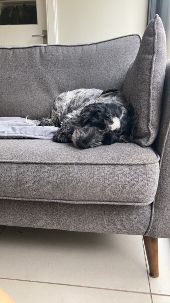 Should we get a dog?