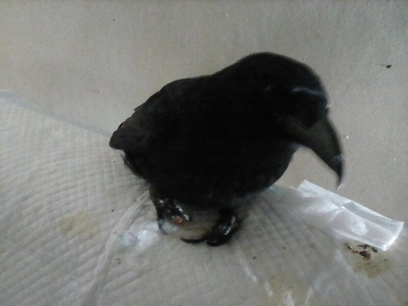 Do you have questions on pet insurance? Ask PDSA vet Claire Roberts - £200 voucher to be won