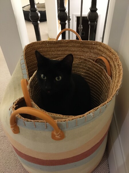 War and Peace Readalong thread 2022 - thread 2