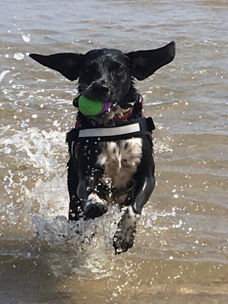 Can we share dog pictures?