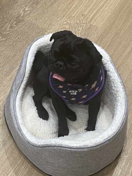 Can we share dog pictures?