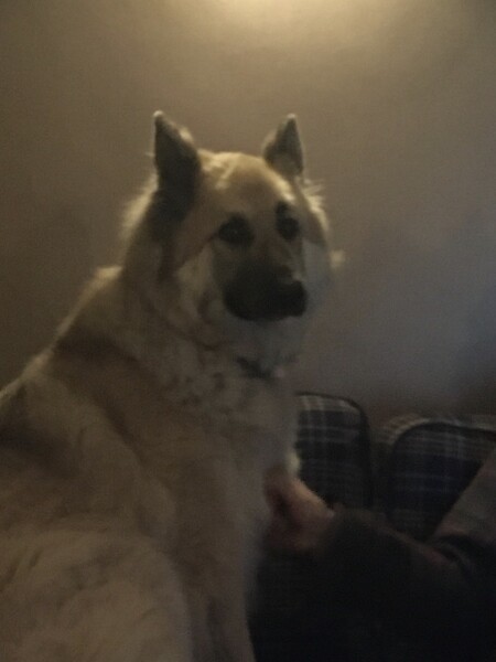 Can we share dog pictures?