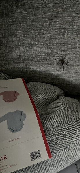 To ask if anyone has encountered any of those huge house/ field spiders yet?