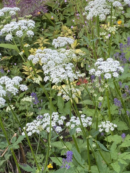 Is this a weed?