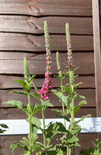 Please could someone identify these flowers