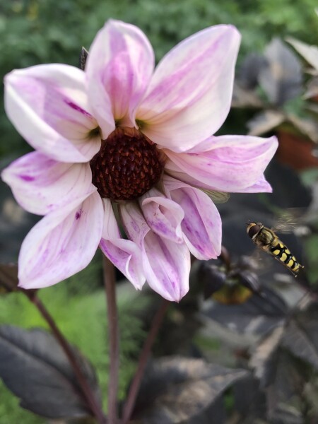 Who’s growing Dahlias this year