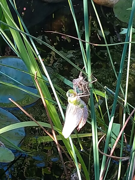 How to Safely Kill Mosquito Larvae 
