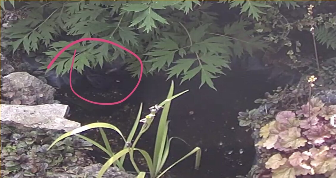 How to Safely Kill Mosquito Larvae 