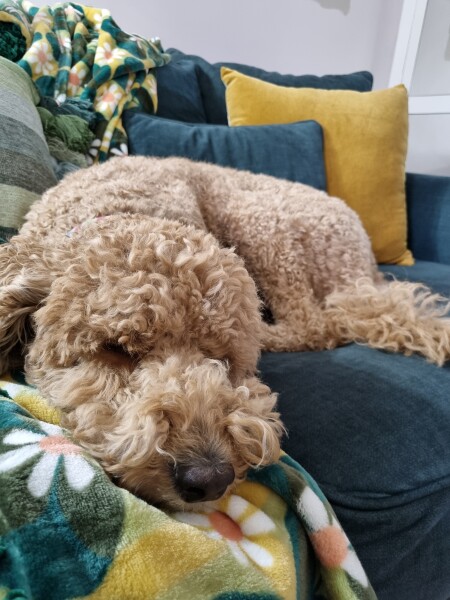 My dog is not allowed