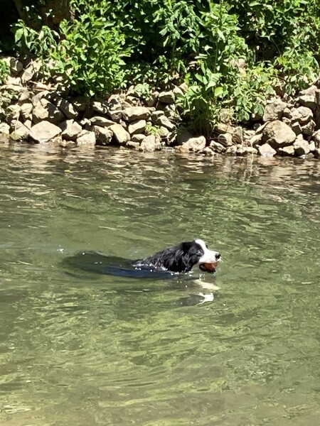 Puppy Survival Thread: muddy footprints into Spring 2022