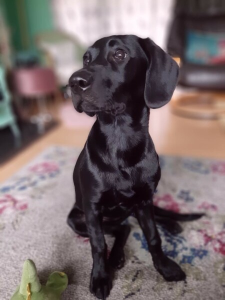 Can we share dog pictures?