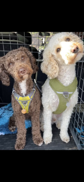 Mini or standard poodle for first family pet?