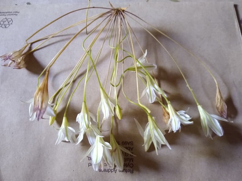 Flower id please