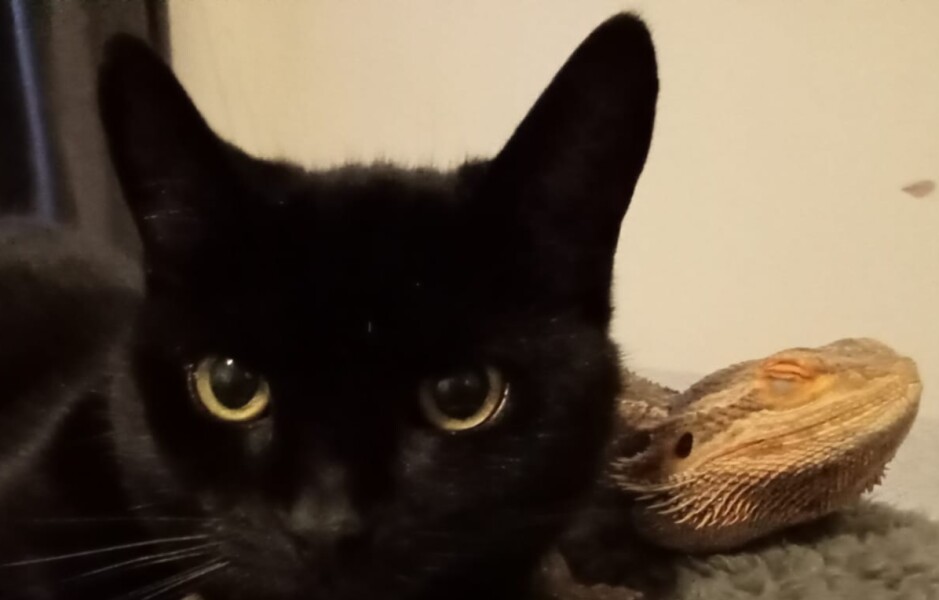 to ask for quick help on the bearded dragon we are about to adopt?
