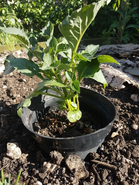 Who’s growing Dahlias this year