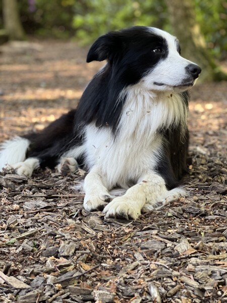 Collie vs Labrador 