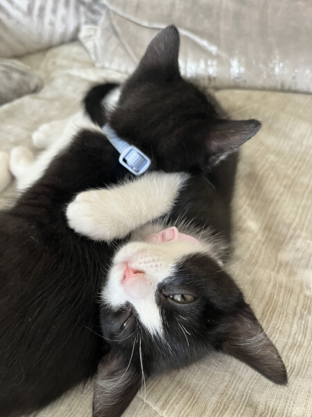 We've just picked up our new kittens!