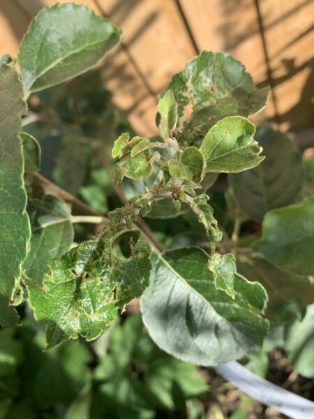 Diagnose the problem with my new apple tree - holes in some of the leaves